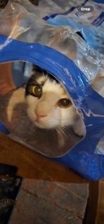 Enlarge Vega, a Adopted Calico in Ladson, SC image 3/3