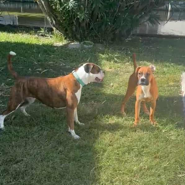 Duncan, Adoptable, Young Male Boxer.