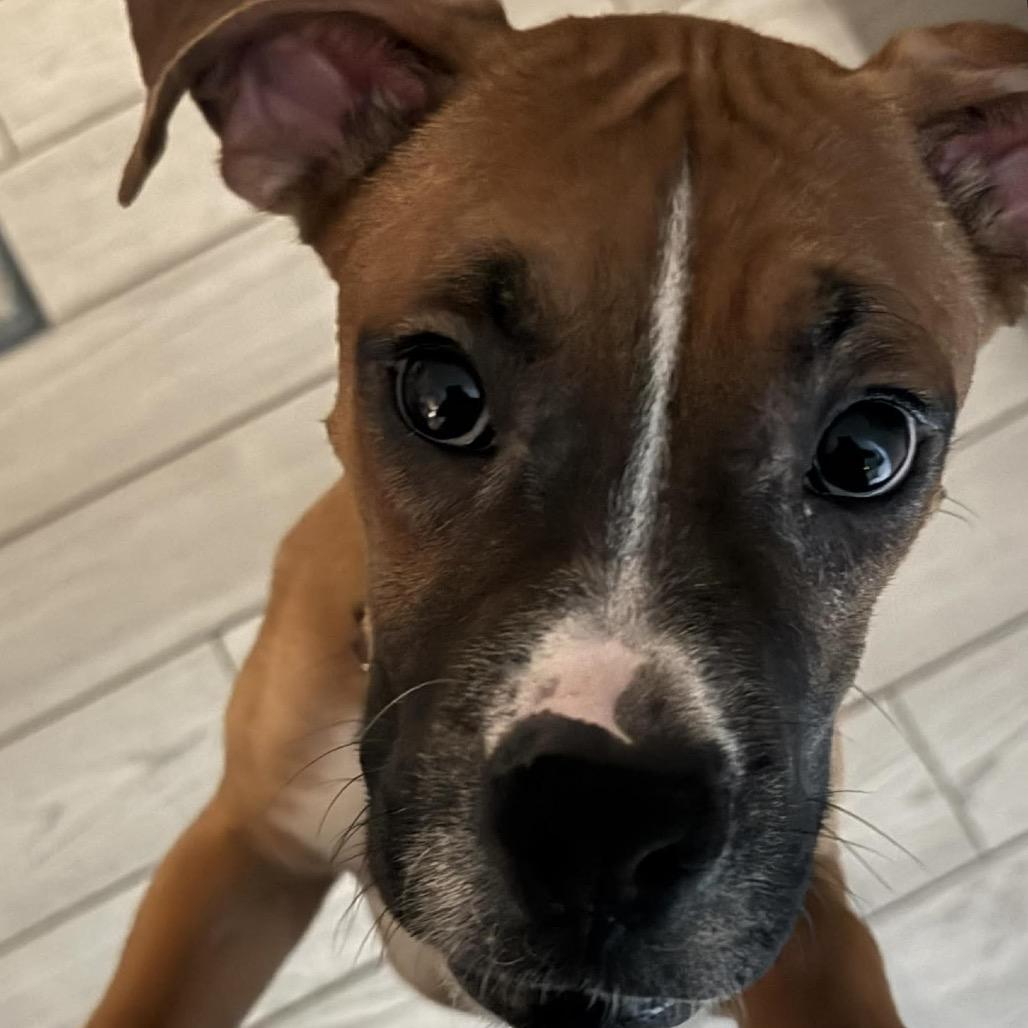 Duncan, a Adoptable Boxer in Tallahassee, FL image 3/6