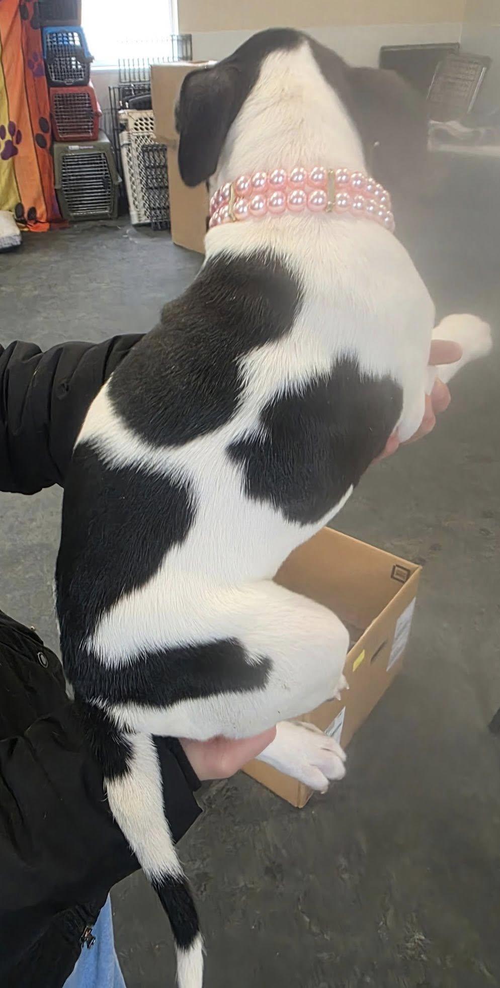 Edna, Adoptable, Puppy Female Pit Bull Terrier.