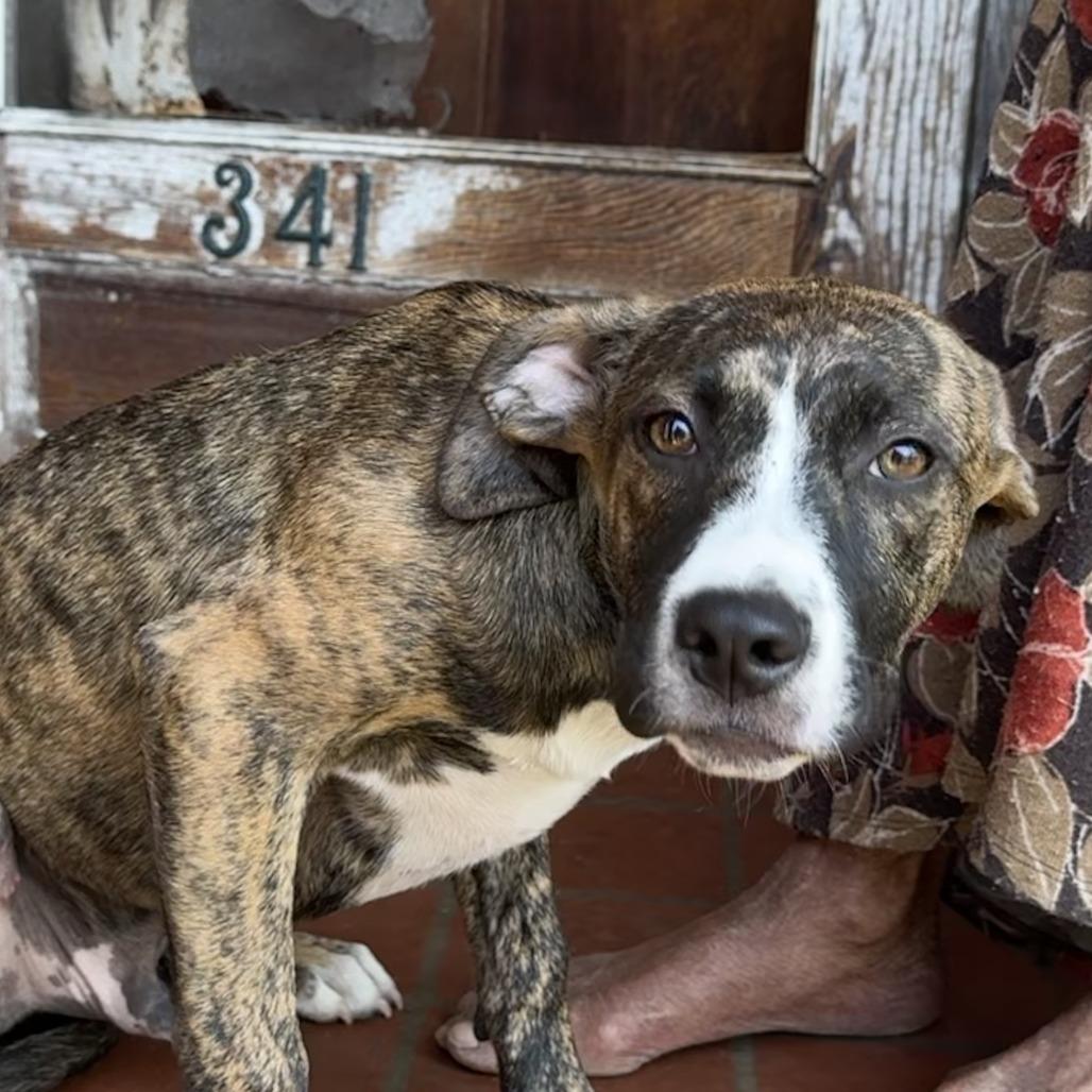 Purple, Adoptable, Young Male Mixed Breed.