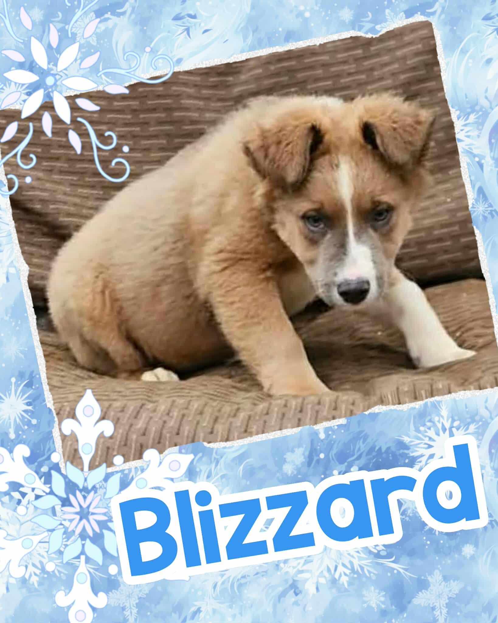 Blizzard, adopted, Puppy Male Saint Bernard & Labrador Retriever.