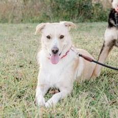 Honey, Adoptable, Adult Female Labrador Retriever.