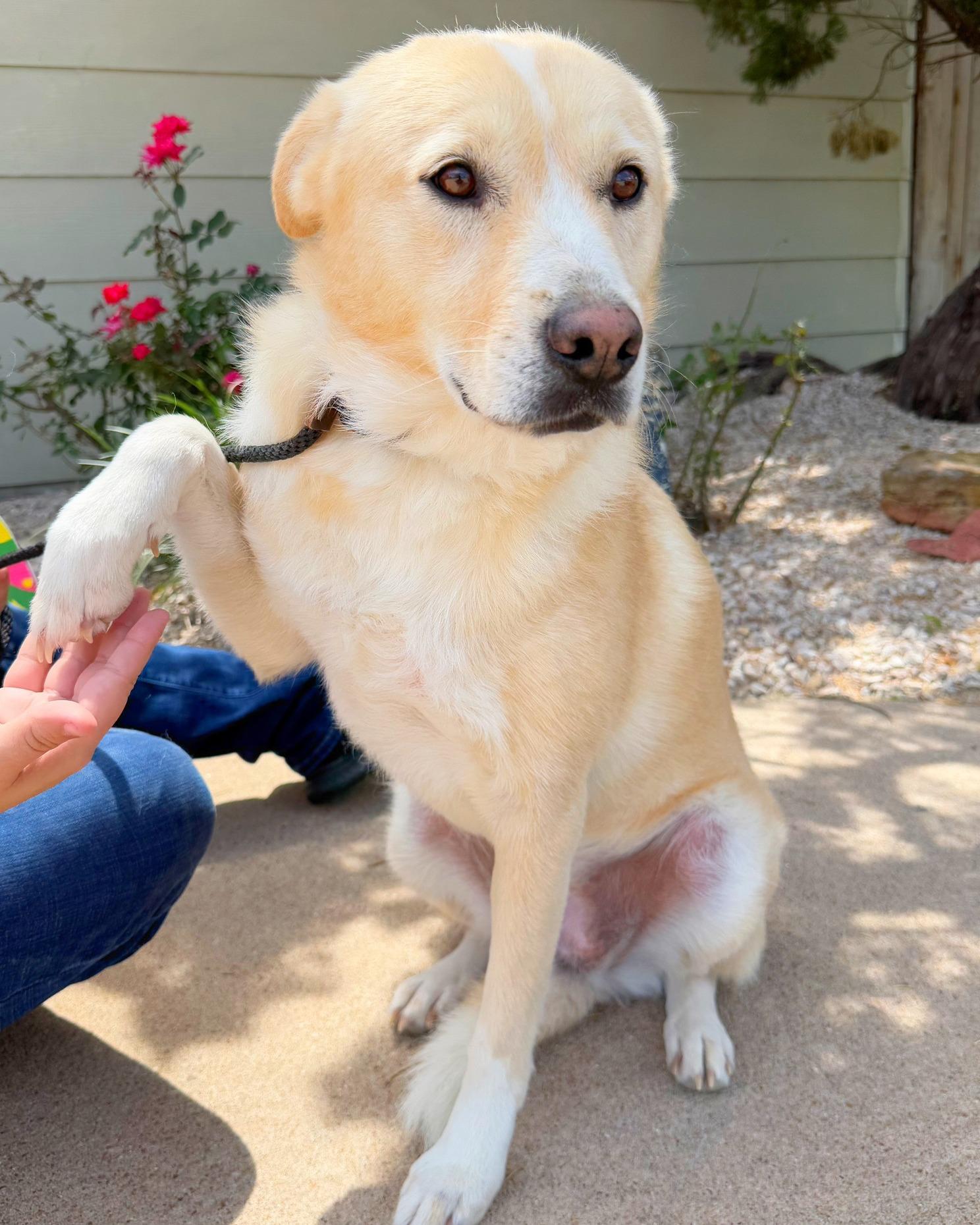 Honey, a Adoptable mixed breed in Houston, TX image 3/4