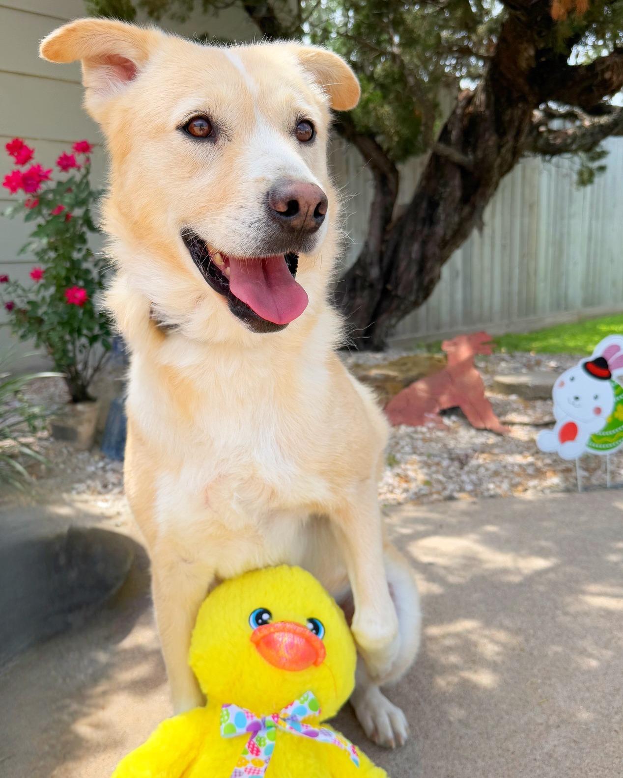 Honey, a Adoptable mixed breed in Houston, TX image 4/4