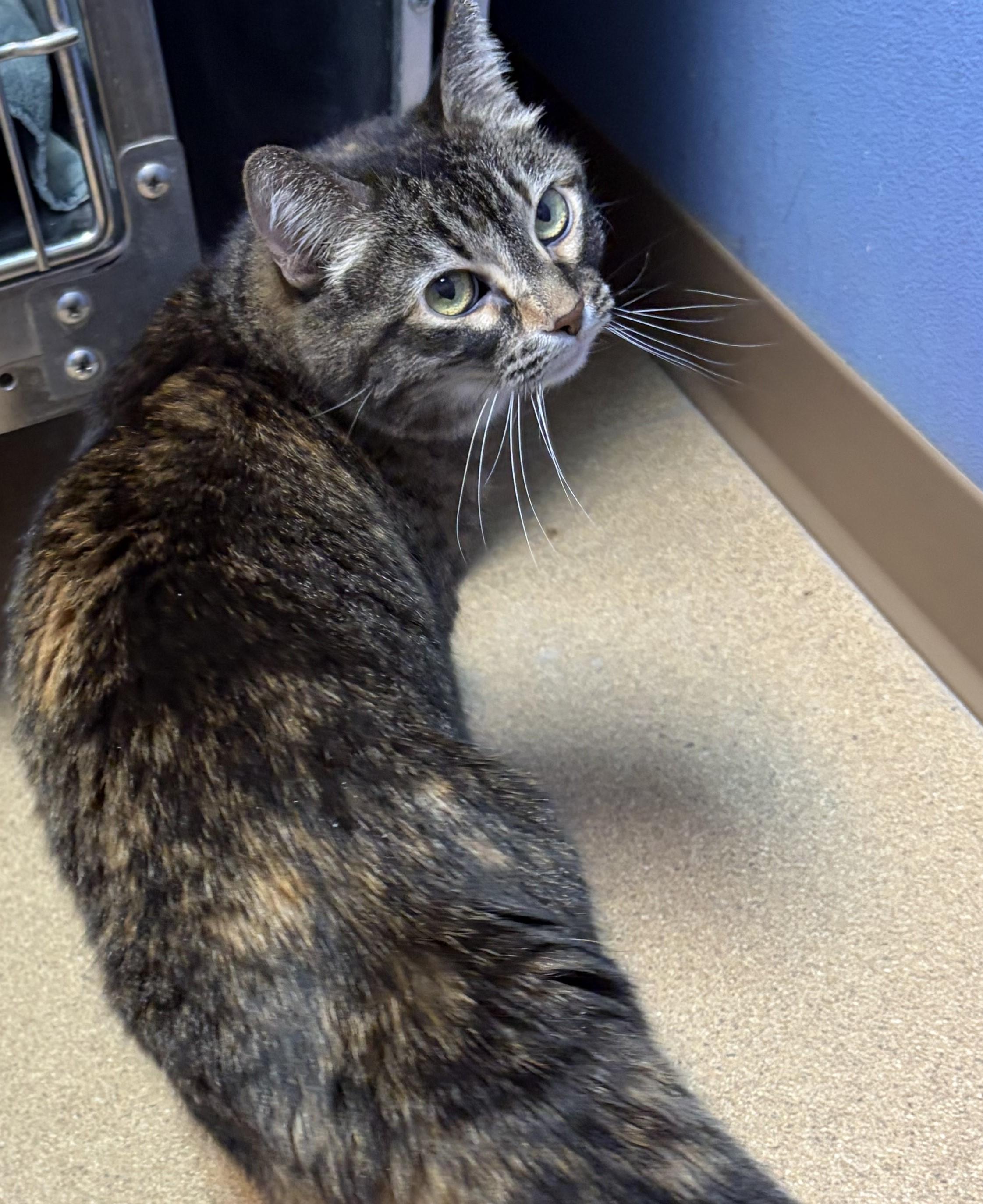 Trixie, a ADOPTABLE Domestic Short Hair in Brookings, SD image 3/3