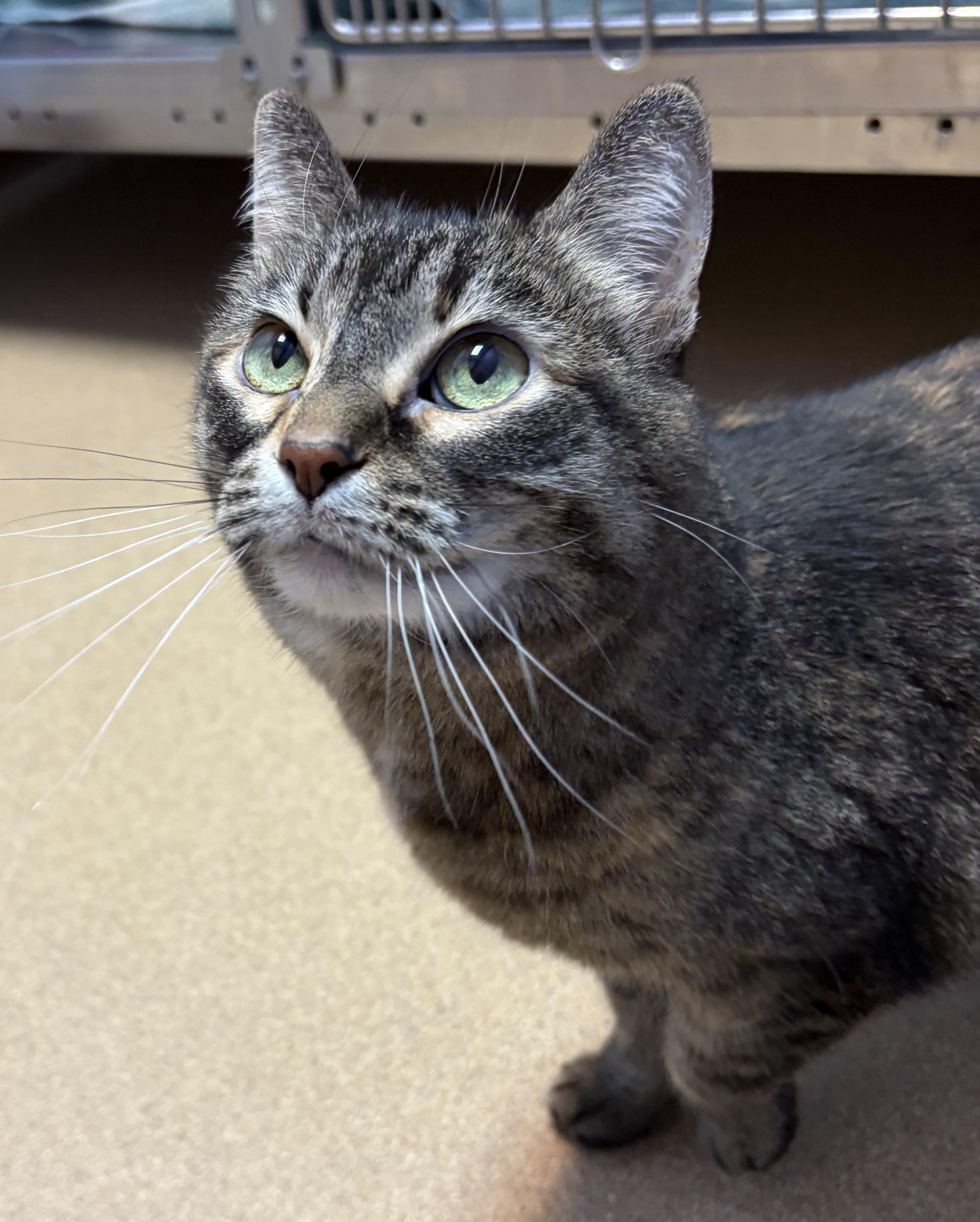Trixie, ADOPTABLE, Senior Female Domestic Short Hair.