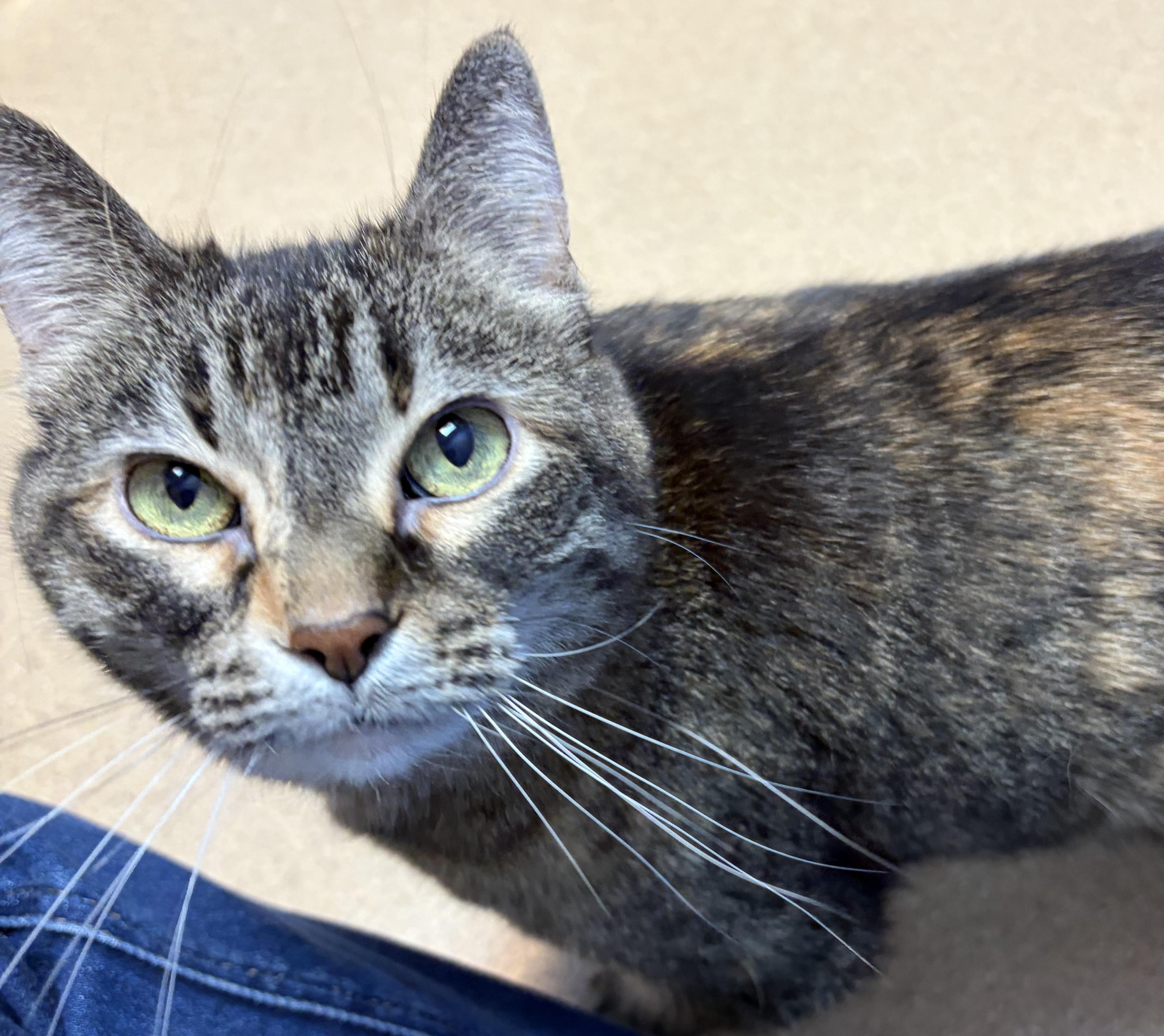 Trixie, a ADOPTABLE Domestic Short Hair in Brookings, SD image 2/3