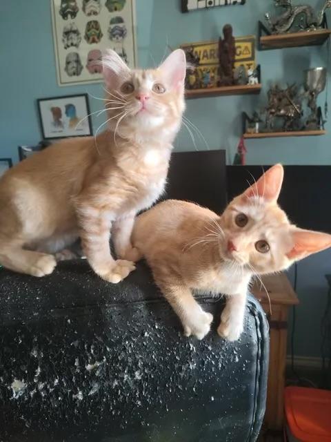 Enlarge Lisa and Bart (BONDED SIBLINGS), a Adoptable Domestic Medium Hair in Columbia, MD image 4/4
