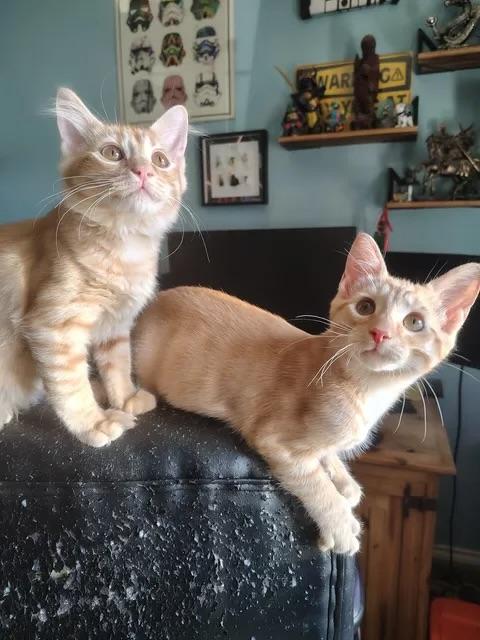 Enlarge Lisa and Bart (BONDED SIBLINGS), a Adoptable Domestic Medium Hair in Columbia, MD image 1/4