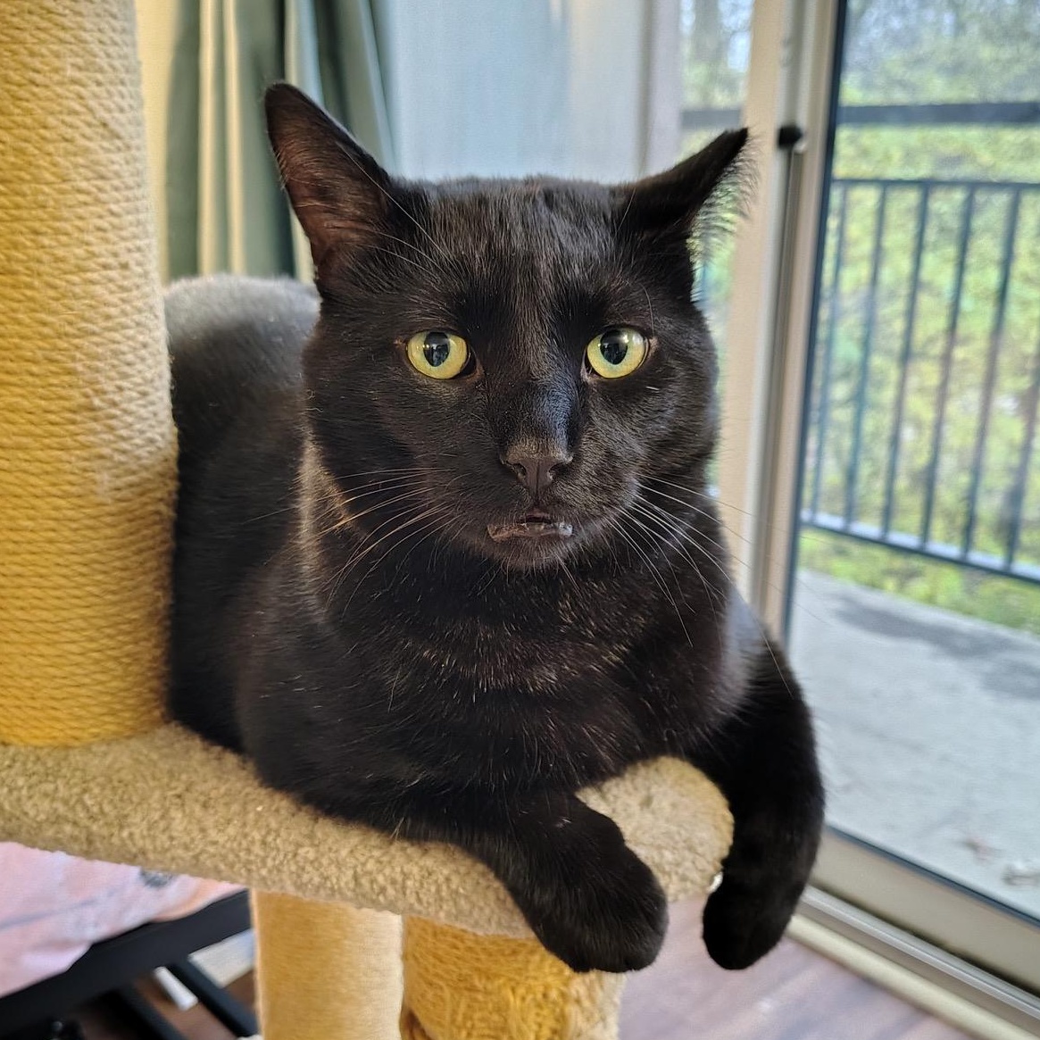 Logan, Adoptable, Adult Male Domestic Short Hair & Bombay.