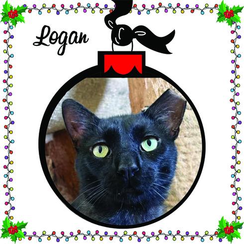 Enlarge Logan, an adopted mixed breed in Lisle, IL image 5/6
