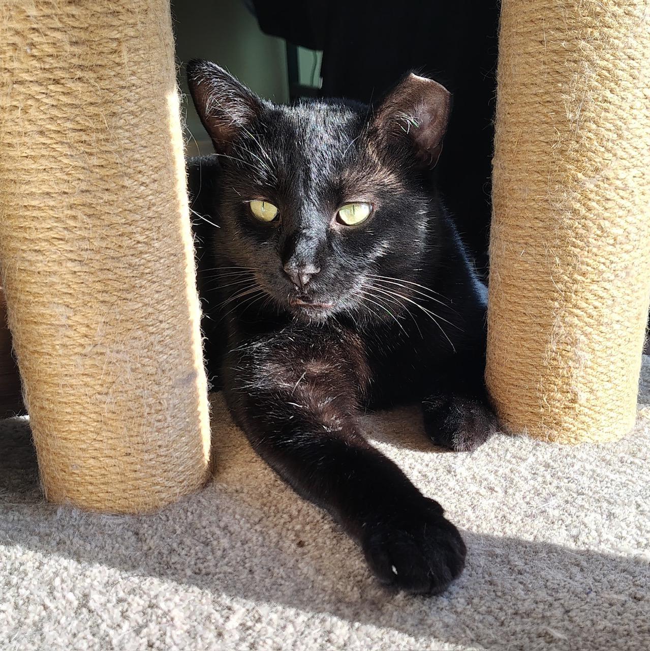 Enlarge Logan, a Adoptable mixed breed in Lisle, IL image 2/6