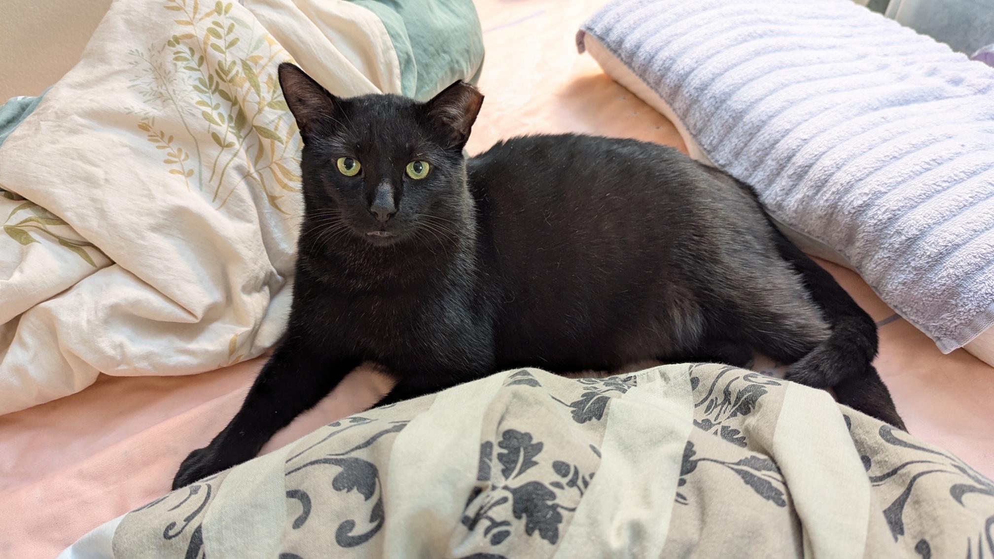 Enlarge Logan, a Adoptable mixed breed in Lisle, IL image 3/6