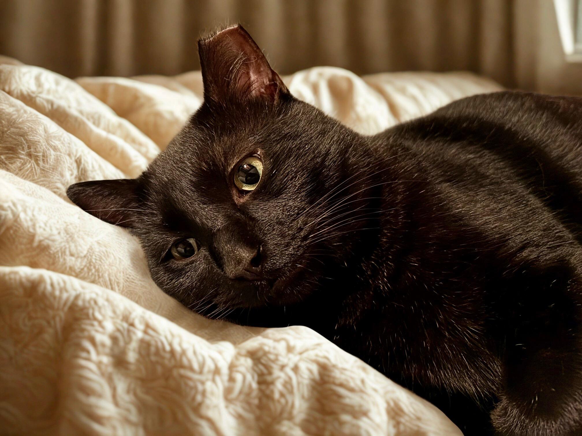 Enlarge Logan, a Adoptable mixed breed in Lisle, IL image 4/6