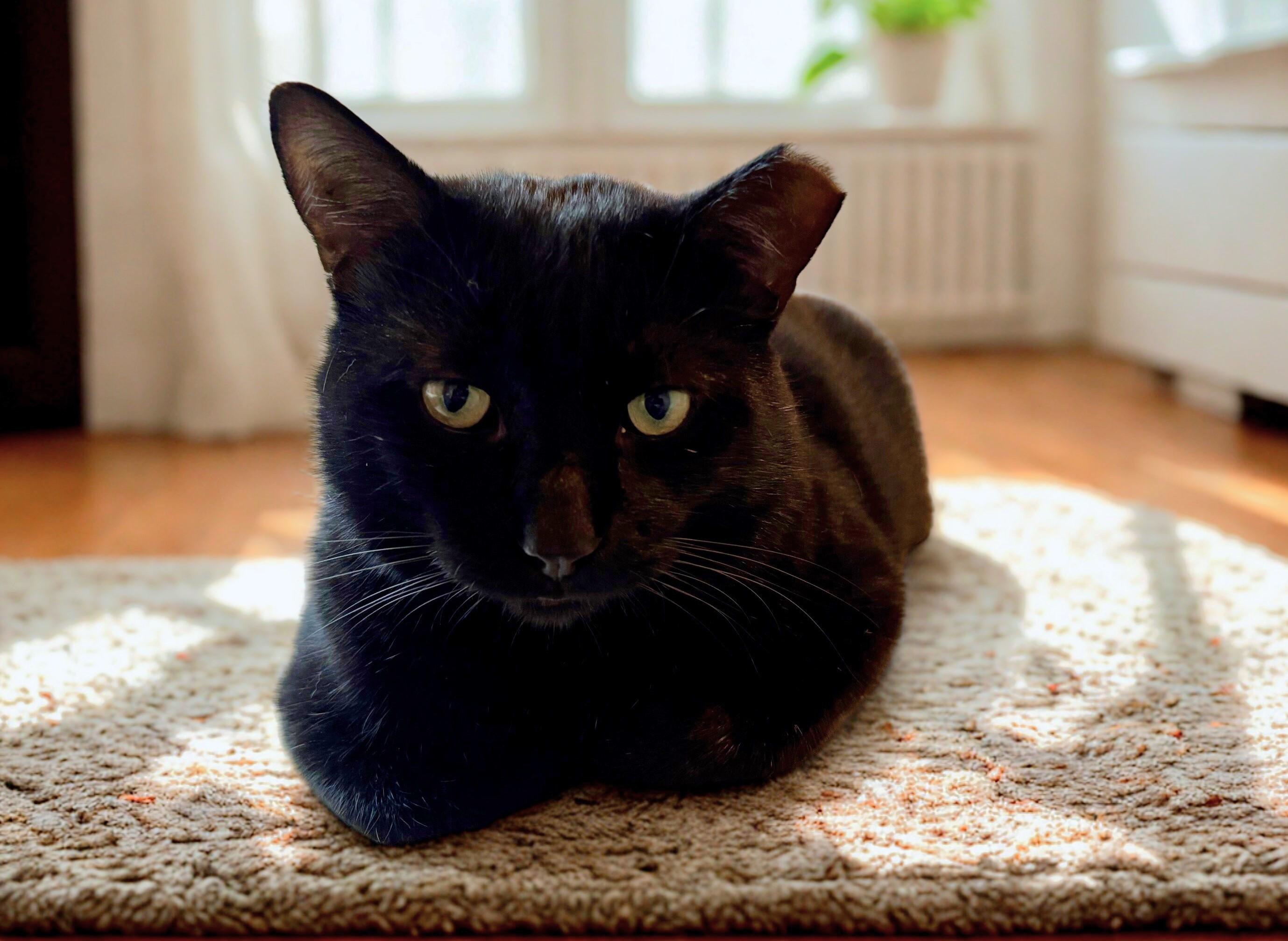 Enlarge Logan, a Adoptable mixed breed in Lisle, IL image 5/6