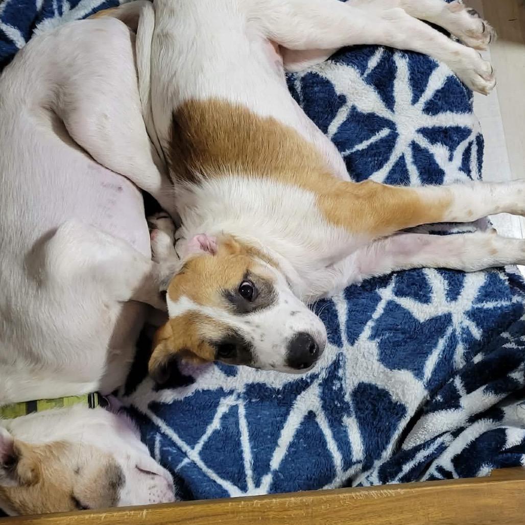 Louise, Adoptable, Puppy Female Great Pyrenees & Mixed Breed.