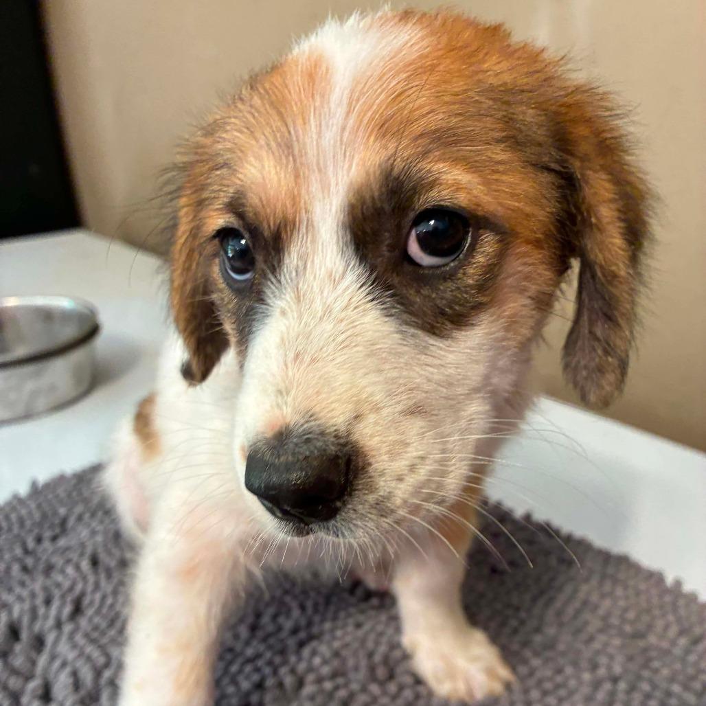 Enlarge Louise, a Adoptable mixed breed in Wadena, MN image 2/5