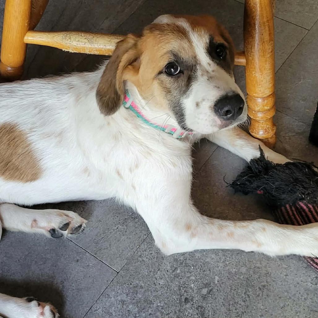 Enlarge Louise, a Adoptable mixed breed in Wadena, MN image 3/5