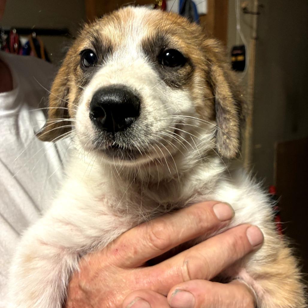 Enlarge Louise, a Adoptable mixed breed in Wadena, MN image 4/5