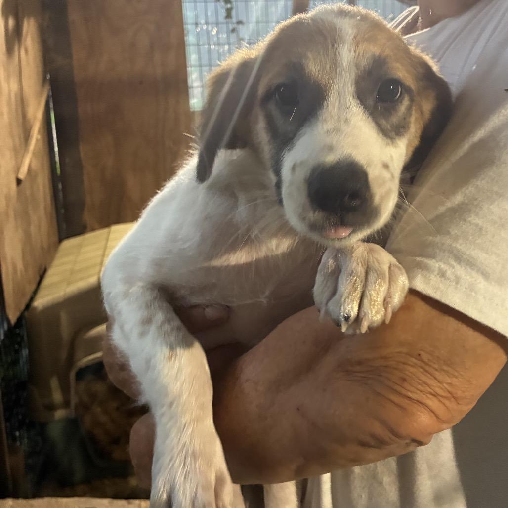 Enlarge Louise, a Adoptable mixed breed in Wadena, MN image 5/5