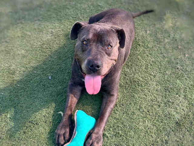 KALI, Adoptable, Adult Female Pit Bull Terrier.