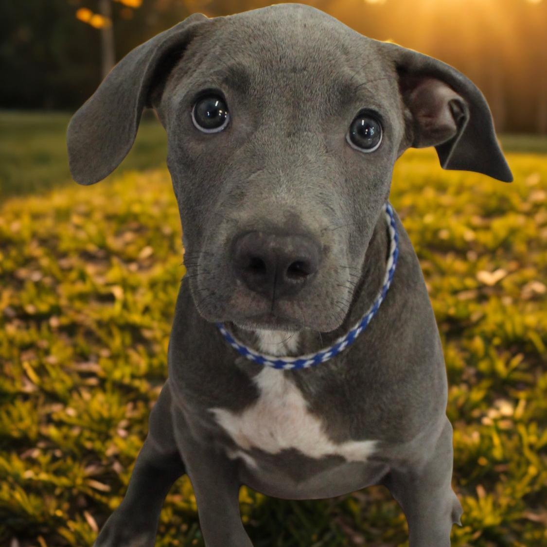 Enlarge GRAYSON, a Adoptable mixed breed in Cranston, RI image 1/1