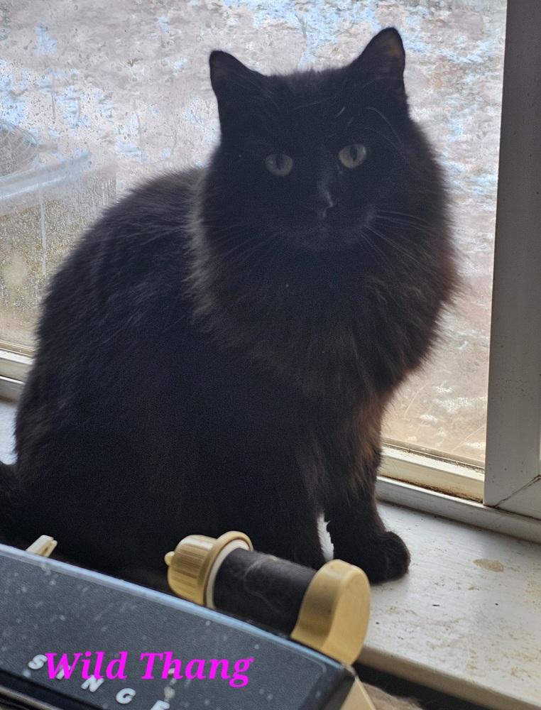 Enlarge Wild Thang, a Adoptable Domestic Long Hair in Jemez Pueblo, NM image 1/1