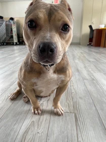 Evie, Adoptable, Adult Female Terrier & Mixed Breed.