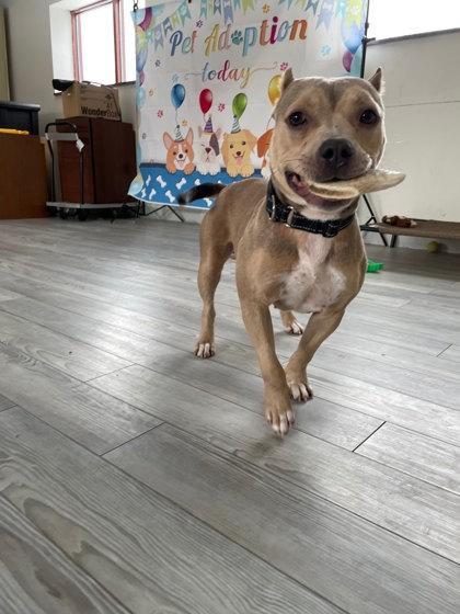 Enlarge Evie, a Adoptable mixed breed in South Bend, IN image 2/3