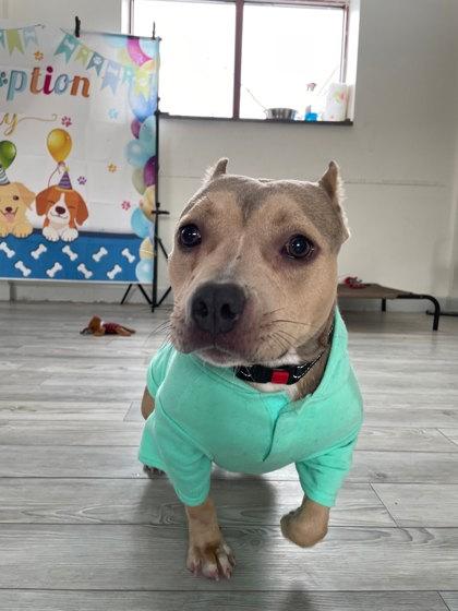 Enlarge Evie, a Adoptable mixed breed in South Bend, IN image 3/3