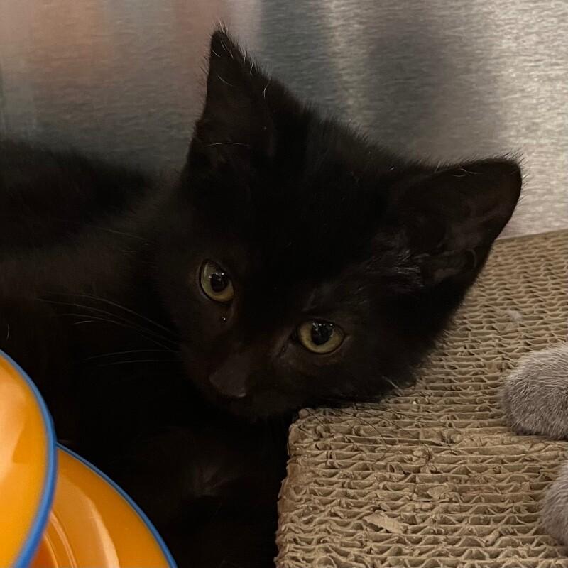 Sasha, Adoptable, Young Female Domestic Short Hair.