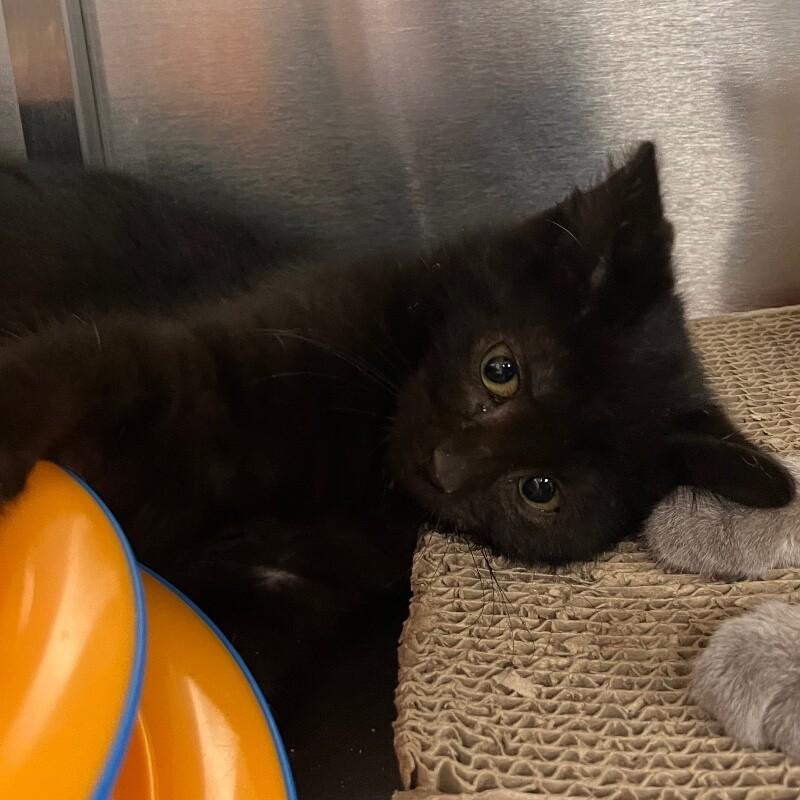 Sasha, Adoptable, Young Female Domestic Short Hair.