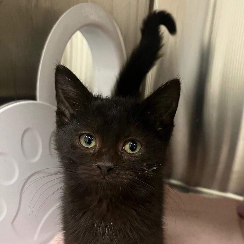 Enlarge Sasha, a Adoptable Domestic Short Hair in Yankton, SD image 3/4