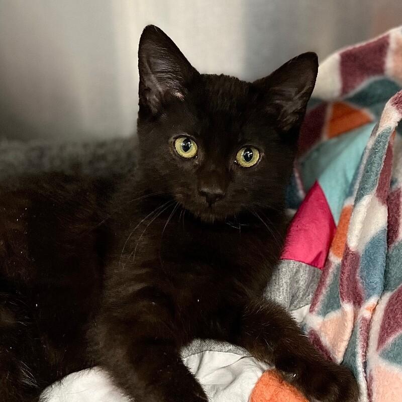 Enlarge Sasha, a Adoptable Domestic Short Hair in Yankton, SD image 3/6