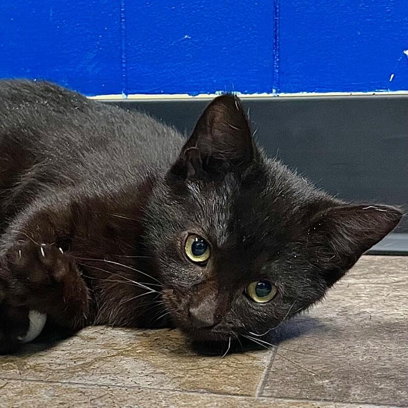 Enlarge Sasha, a Adoptable Domestic Short Hair in Yankton, SD image 5/6