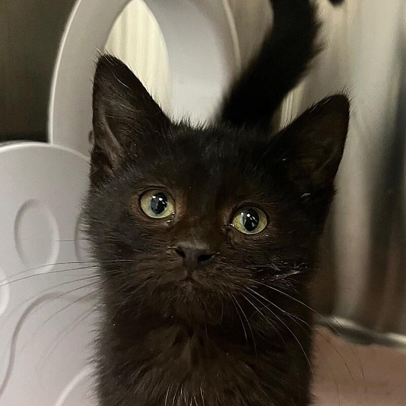 Enlarge Sasha, a Adoptable Domestic Short Hair in Yankton, SD image 4/4