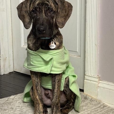 Enlarge Mateo, an adopted mixed breed in Chicago, IL image 5/5