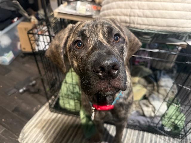 Mateo, adopted, Young Male Cane Corso.