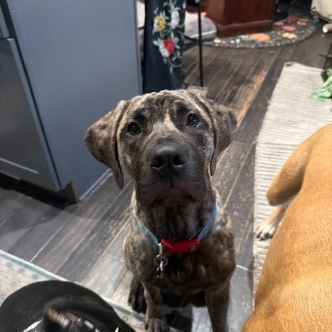 Enlarge Mateo, an adopted mixed breed in Chicago, IL image 3/5