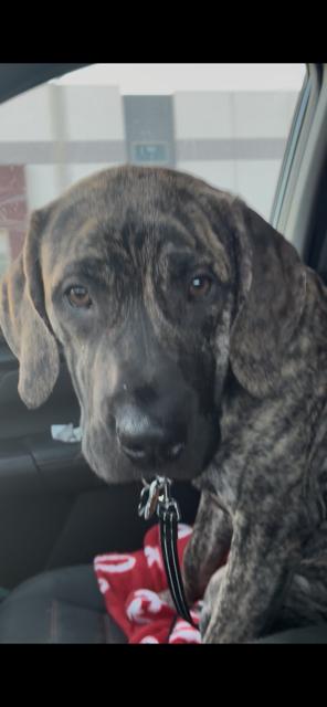 Enlarge Mateo, an adopted mixed breed in Chicago, IL image 2/5