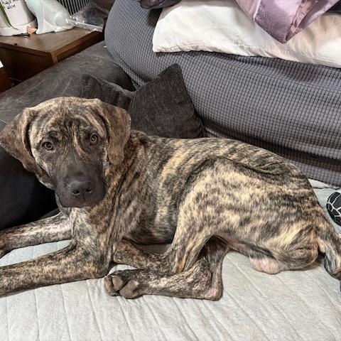 Enlarge Mateo, an adopted mixed breed in Chicago, IL image 4/5