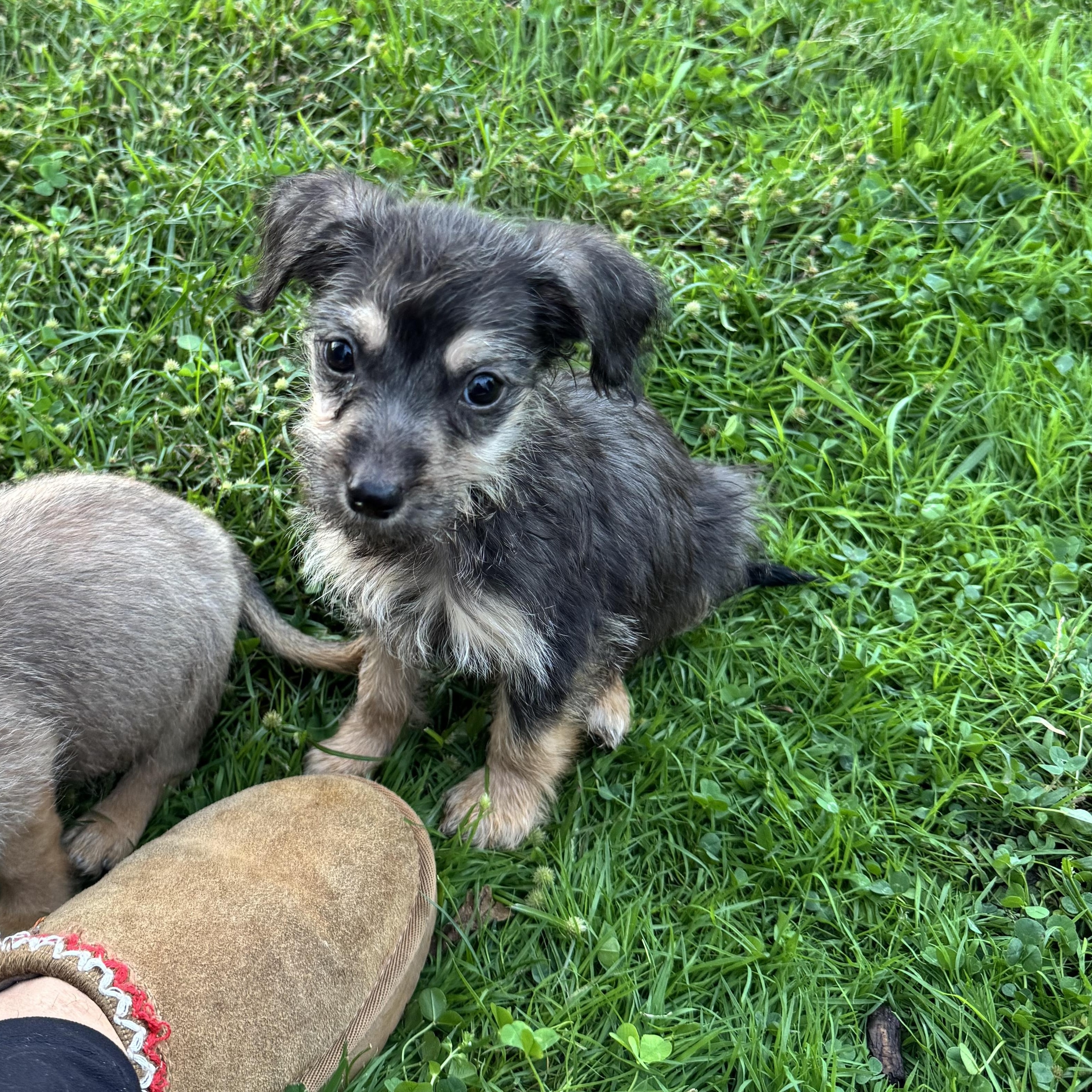 Enlarge Hex, a Adoptable mixed breed in Gainesville, VA image 2/6