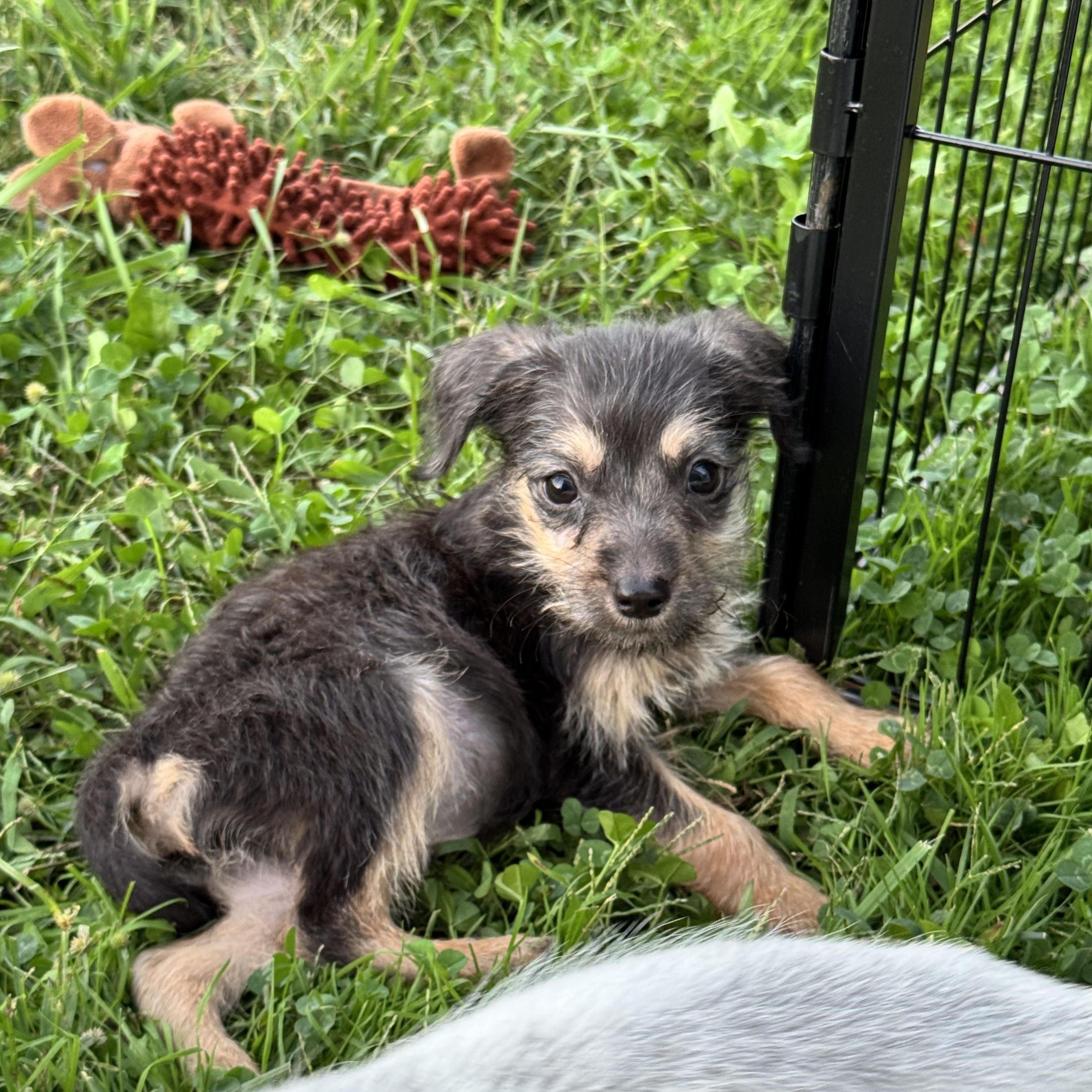 Hex, Adoptable, Puppy Male Terrier.