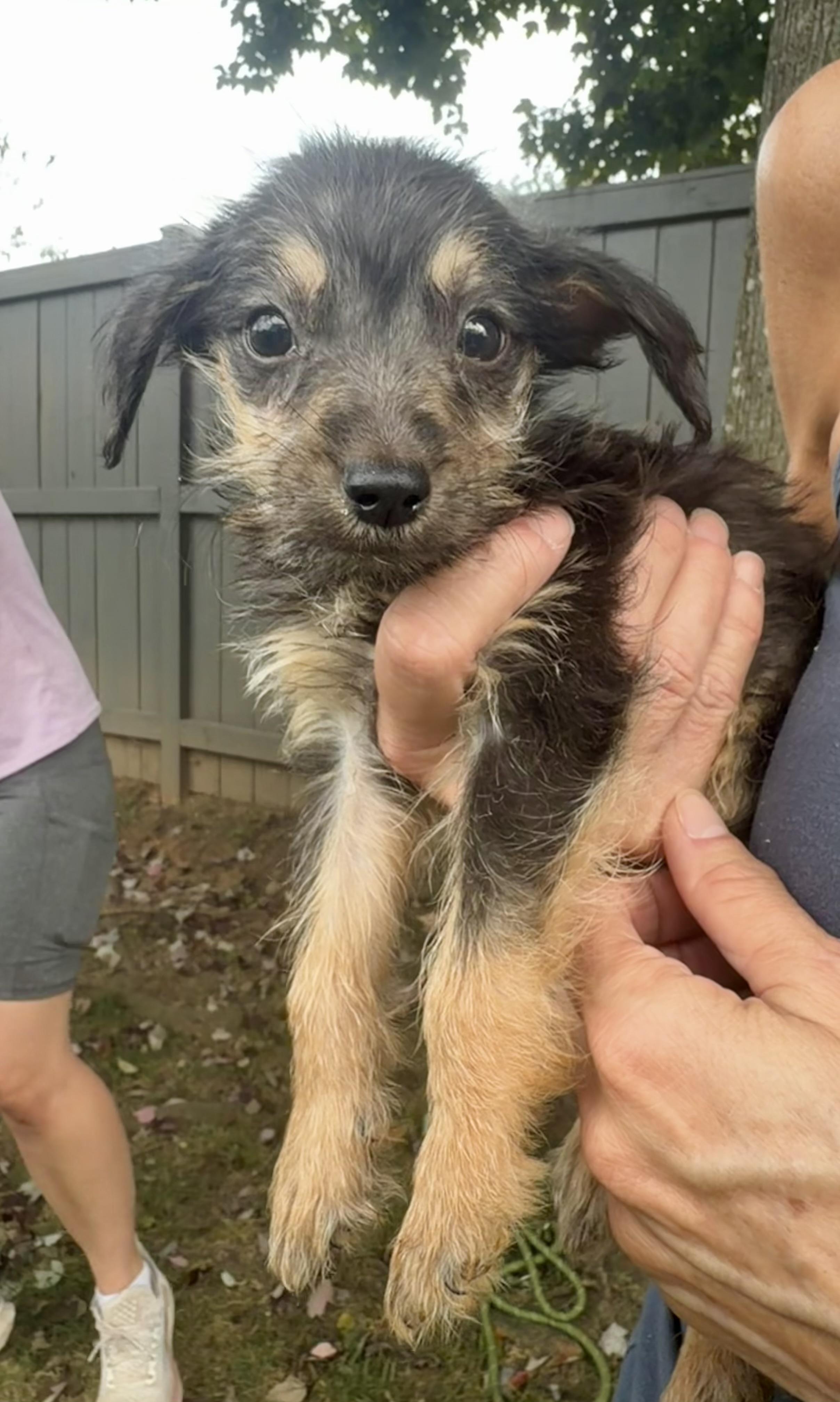Enlarge Hex, a Adoptable mixed breed in Gainesville, VA image 4/6