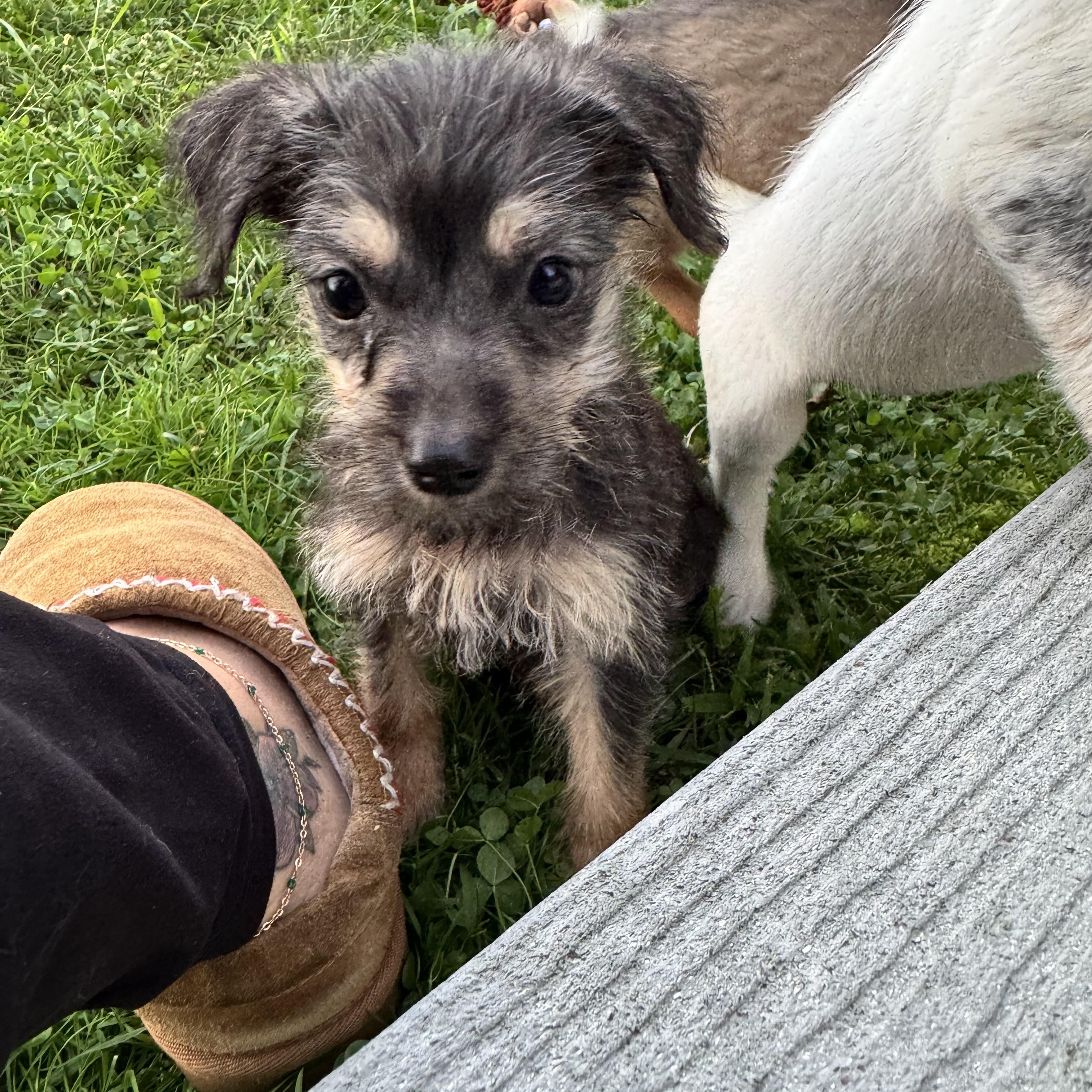 Enlarge Hex, a Adoptable mixed breed in Gainesville, VA image 3/6