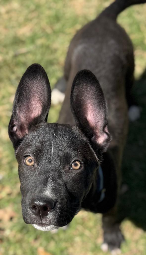 Enlarge Elmer, a Adoptable mixed breed in Great Bend, KS image 1/4