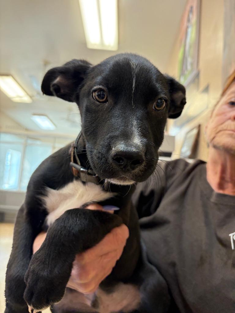 Enlarge Elmer, a Adoptable mixed breed in Great Bend, KS image 2/4