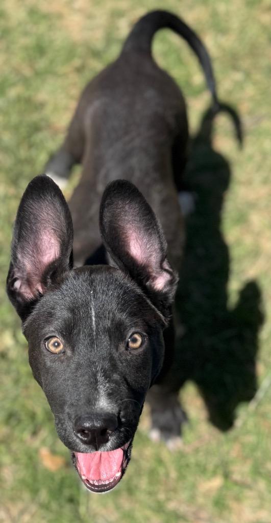Enlarge Elmer, a Adoptable mixed breed in Great Bend, KS image 3/4