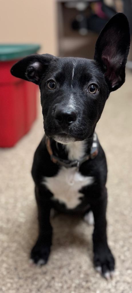 Enlarge Elmer, a Adoptable mixed breed in Great Bend, KS image 4/4